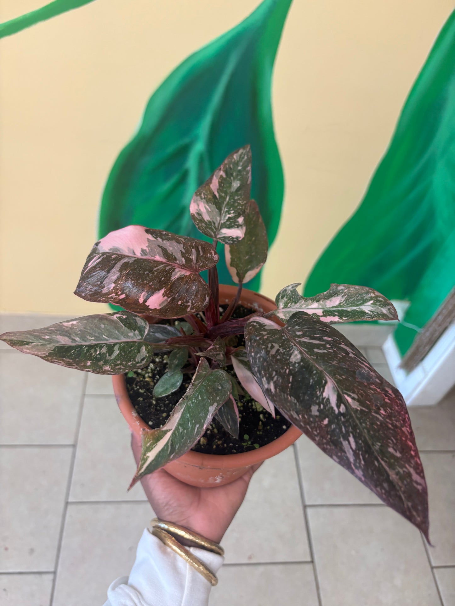 Pink Princess Philodendron – Live Plant 🌿💗