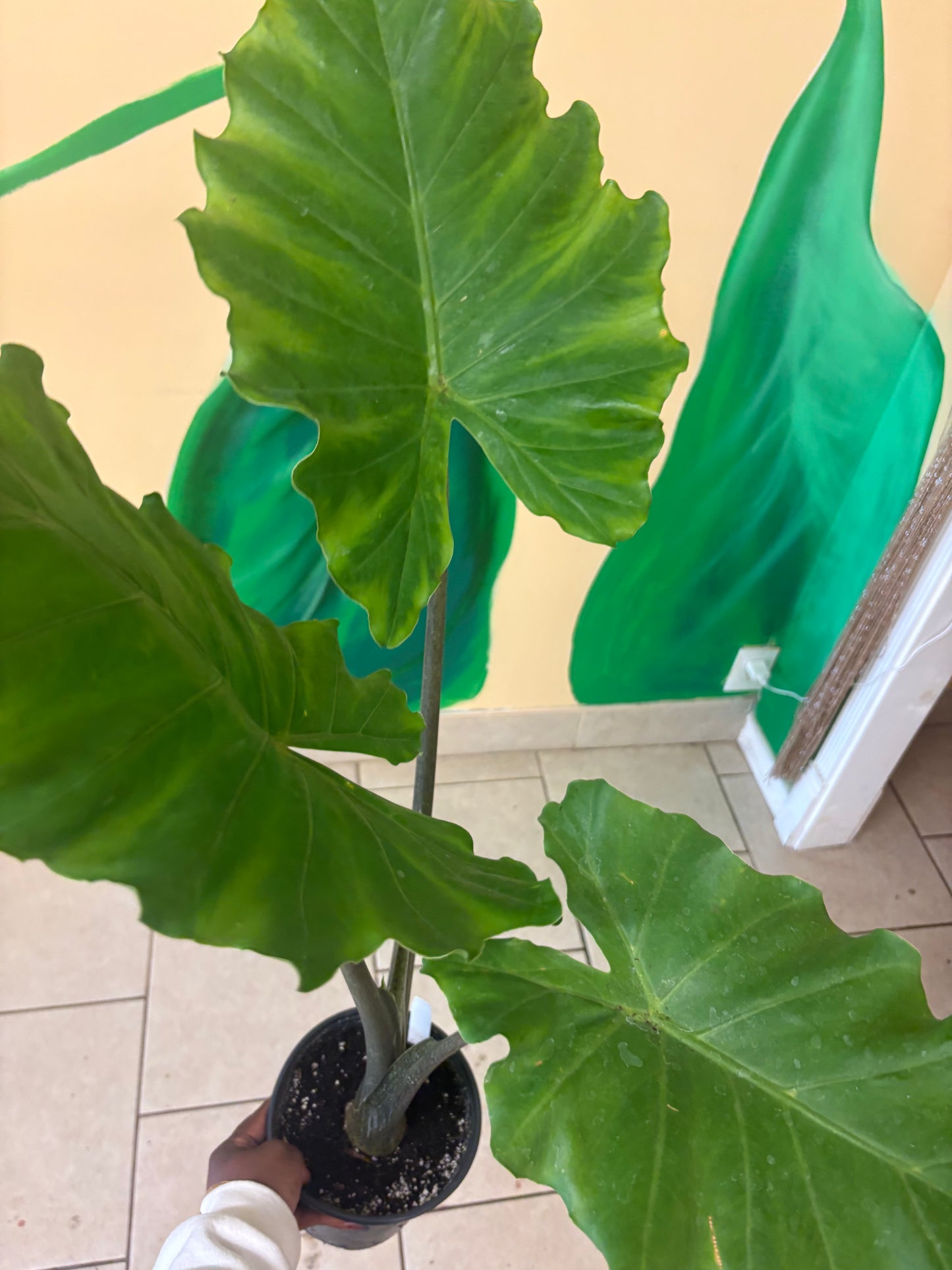 Elephant Ear Alocasia – Live Plant 🌿