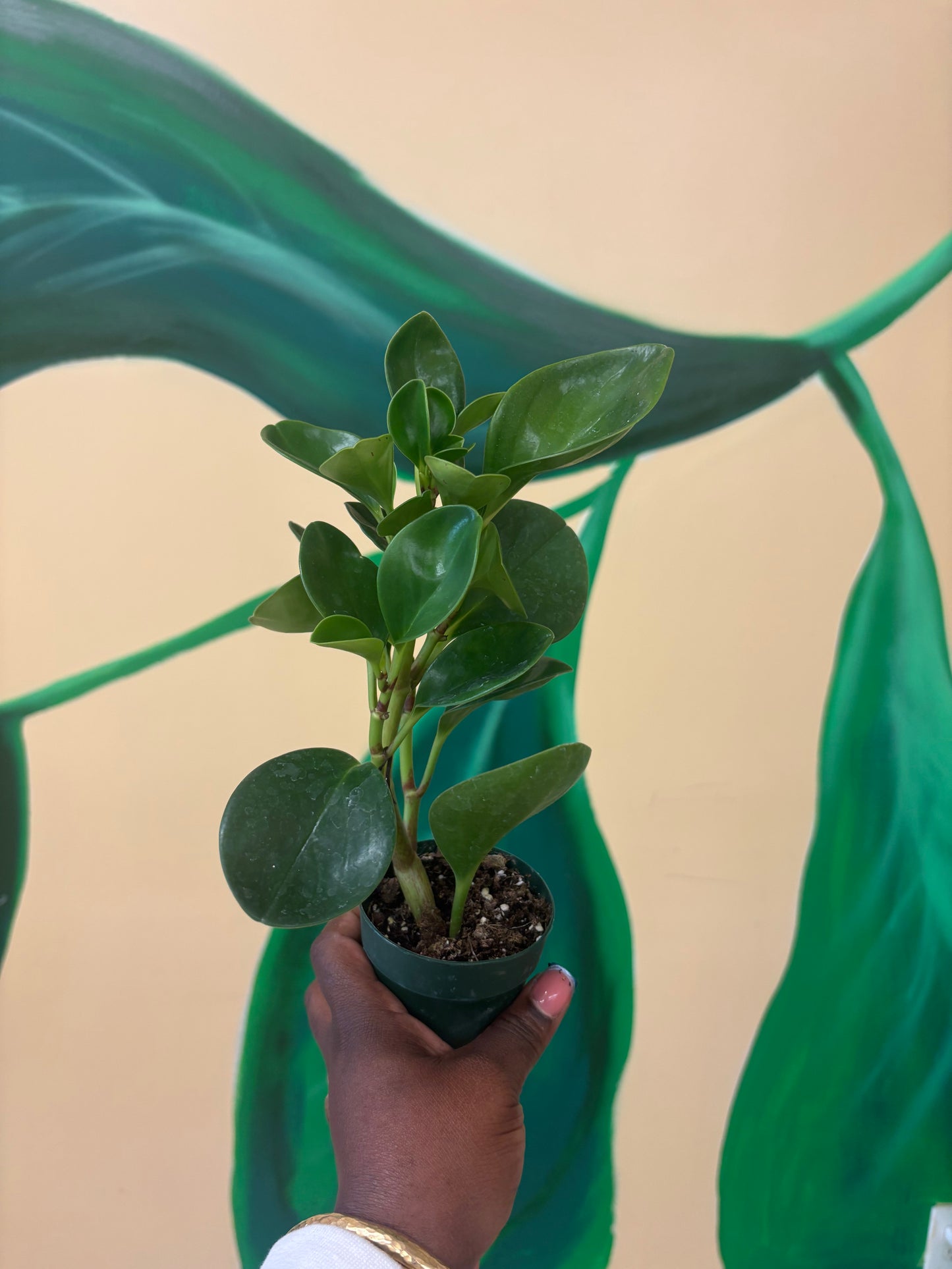 Mini Baby Rubber Plant β Prosperity & Harmony πΏπ