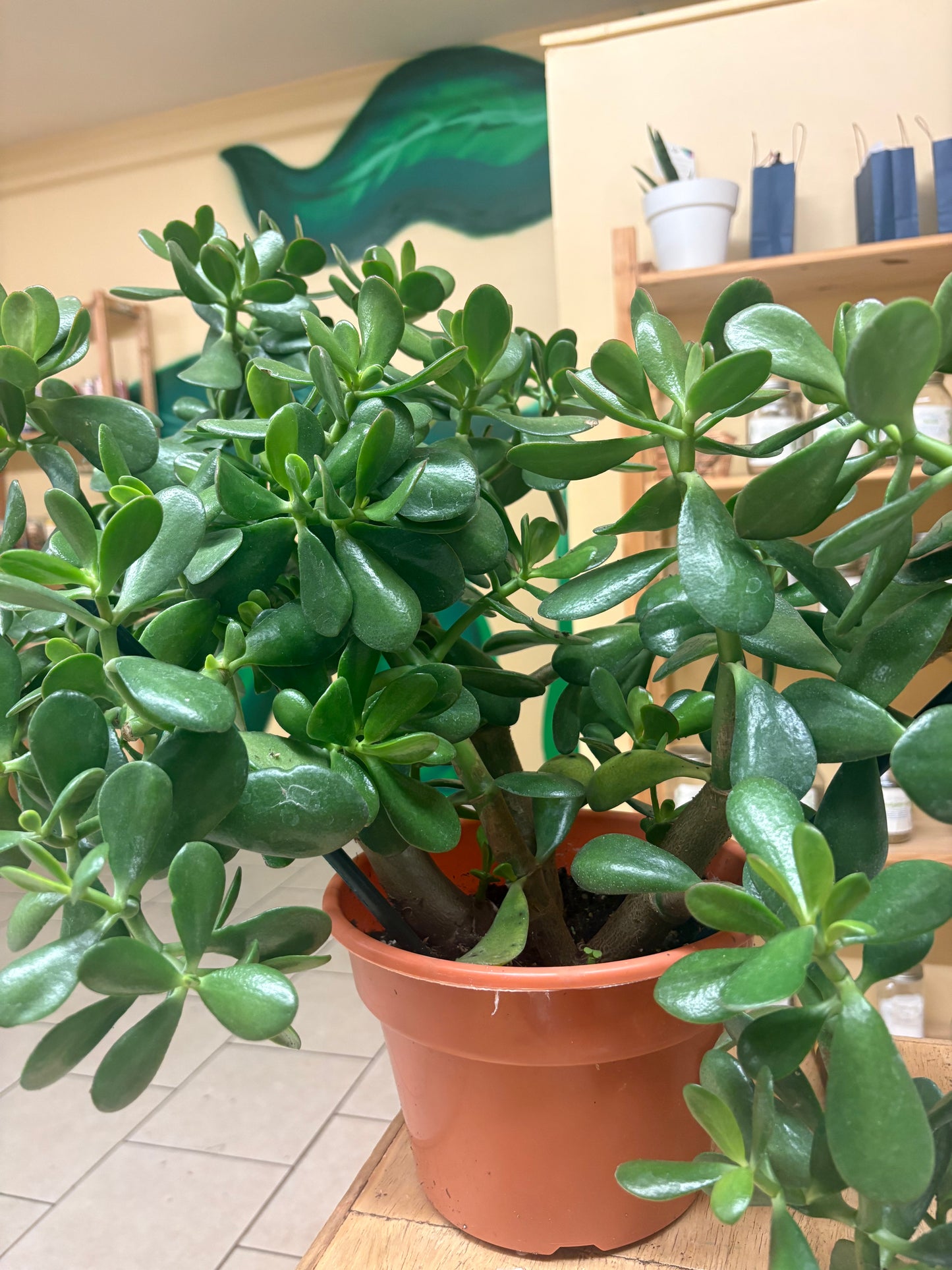 Large Jade Plant – Money, Prosperity & Good Fortune 🌿💰