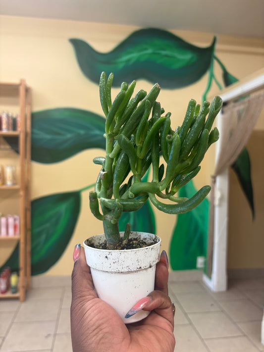 Mini Gollum Jade Plant – Money & Prosperity Succulent 🌿💰