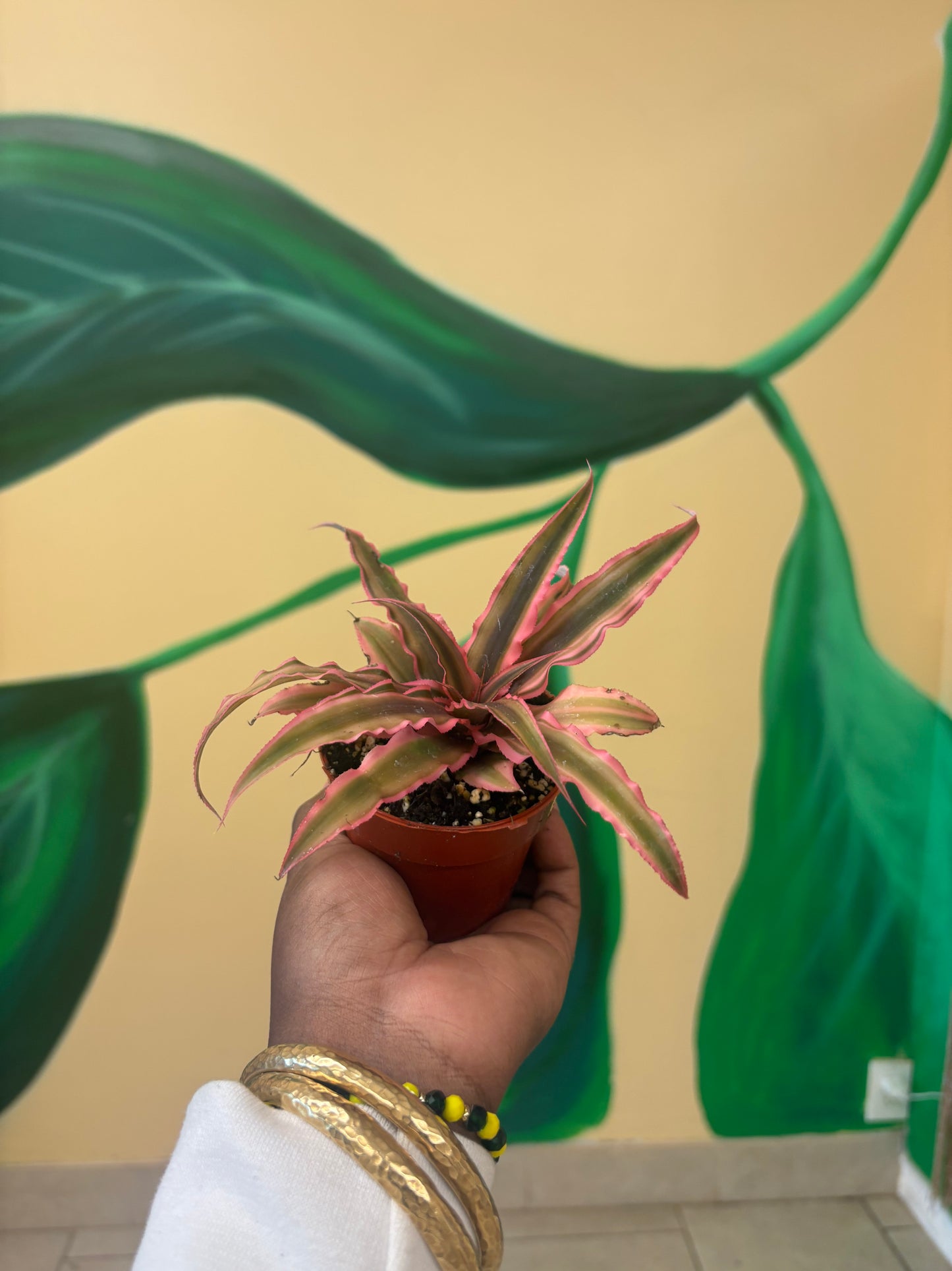 Mini Pink Earth Star – Love & Harmony Plant 🌸🌿