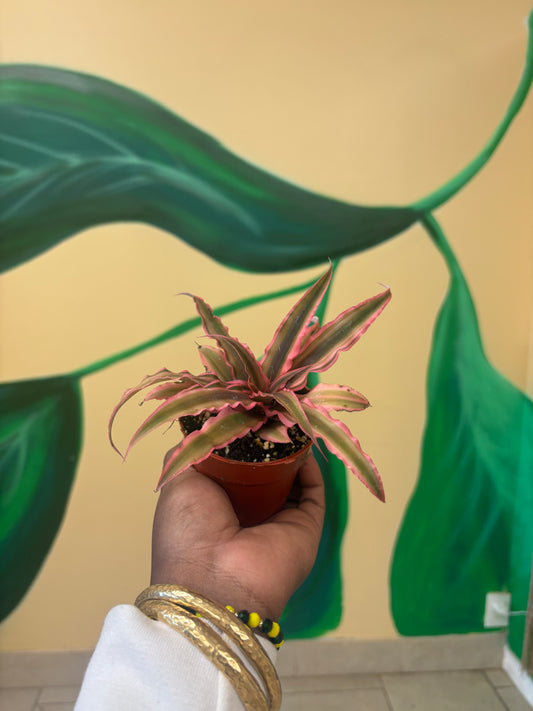 Mini Pink Earth Star – Love & Harmony Plant 🌸🌿