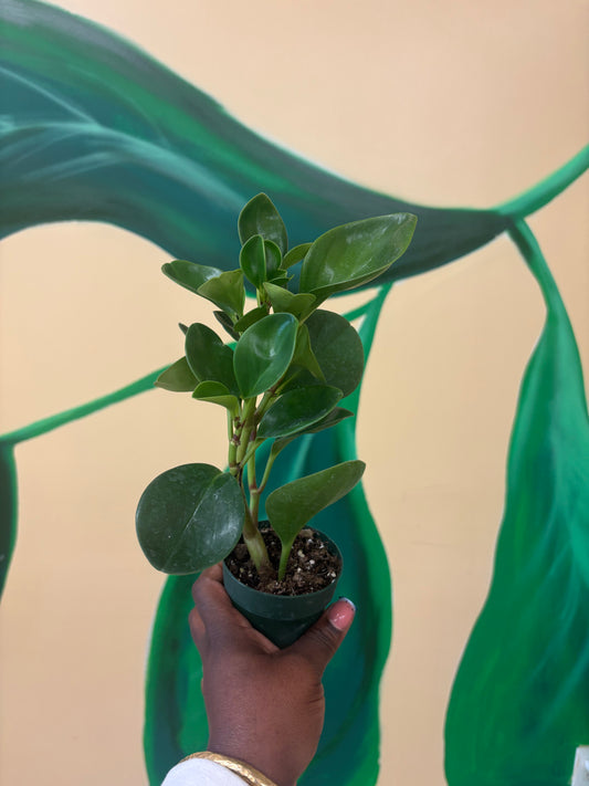 Mini Baby Rubber Plant – Prosperity & Harmony 🌿💚