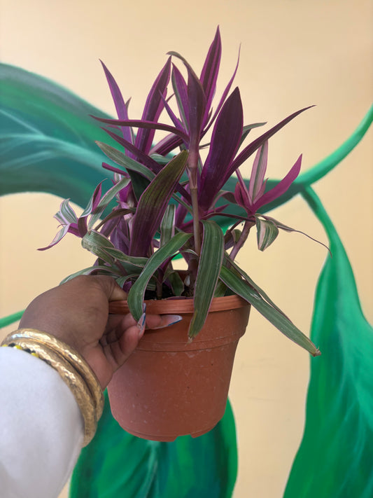 Tricolor Oyster Plant – Protection & Harmony 🌿💗