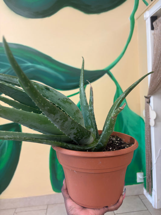 Aloe Vera Plant – Protection, Healing & Purification 🌿