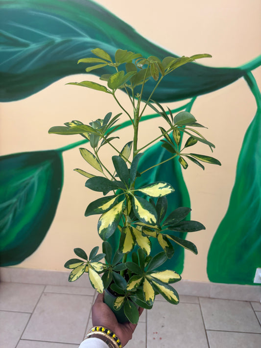 Variegated Umbrella Plant – Prosperity & Protection 🌿💛