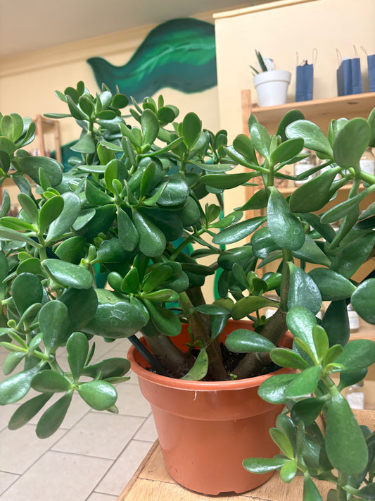Large Jade Plant – Money, Prosperity & Good Fortune 🌿💰